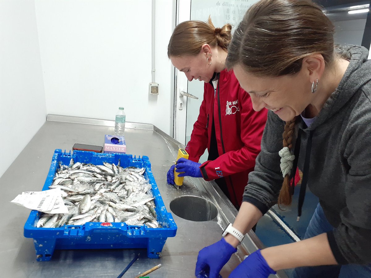 Un matí ben complert a Palamós: reunió de seguiment del projecte QUALISARD amb les companyes de la <a href="/Confraria_P/">Confraria de Pescadors de Palamós</a> i "chequeo" de l'estat de salut de les sardines capturades aquesta nit.
<a href="/LIG_UdG/">LIG</a> <a href="/IEA_UdG/">Institute of Aquatic Ecology, University of Girona</a> <a href="/Med_Recover/">MedRecover</a> <a href="/AgEInves/">Agencia Estatal de Investigación</a>