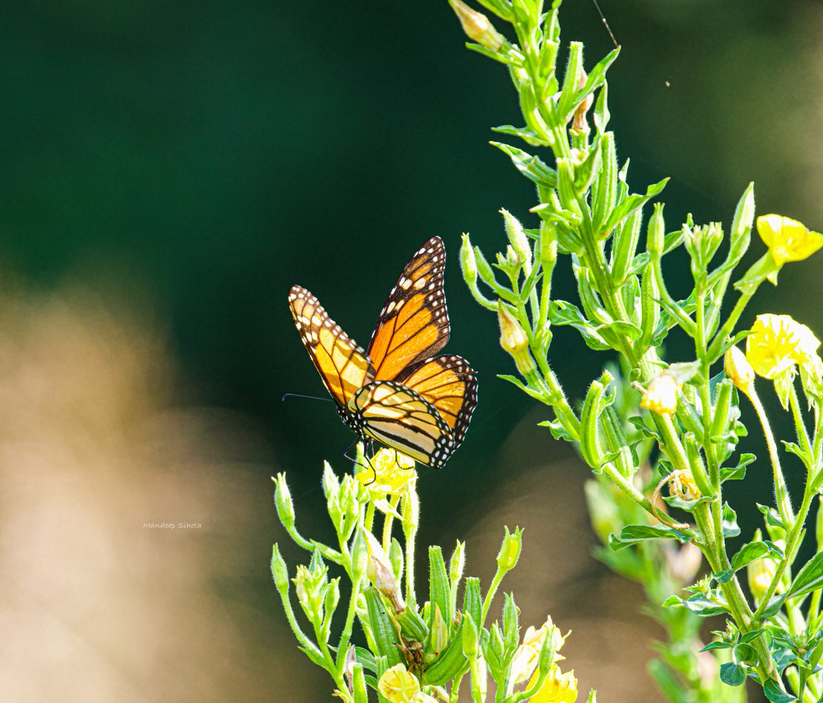 Haven’t done a #TitliTuesday for a while so here’s one from last summer! #Twitternaturecommunity #Butterfly #ButterflyPhotography #Canon #Twitternaturephotography #Monarch