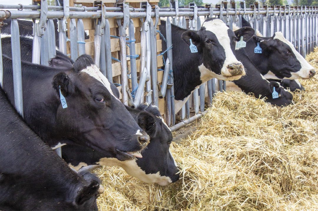 MarkShulmanLFI's tweet photo. What happens in the dry cow group impacts the whole dairy. 
See the article in the Progressive Dairy. https://t.co/BXAnEelYBR