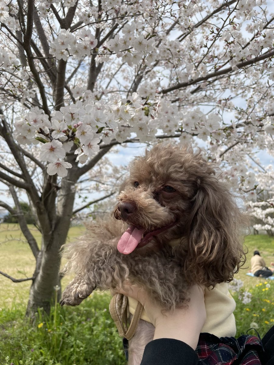 Anochin1101's tweet photo. うちの犬たちってトイレもお風呂も何もかも着いてくるねんけど愛おしすぎ？ https://t.co/4SZiDhX29b