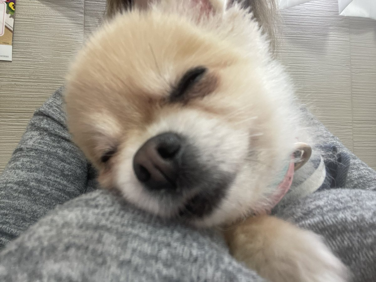 Anochin1101's tweet photo. うちの犬たちってトイレもお風呂も何もかも着いてくるねんけど愛おしすぎ？ https://t.co/4SZiDhX29b
