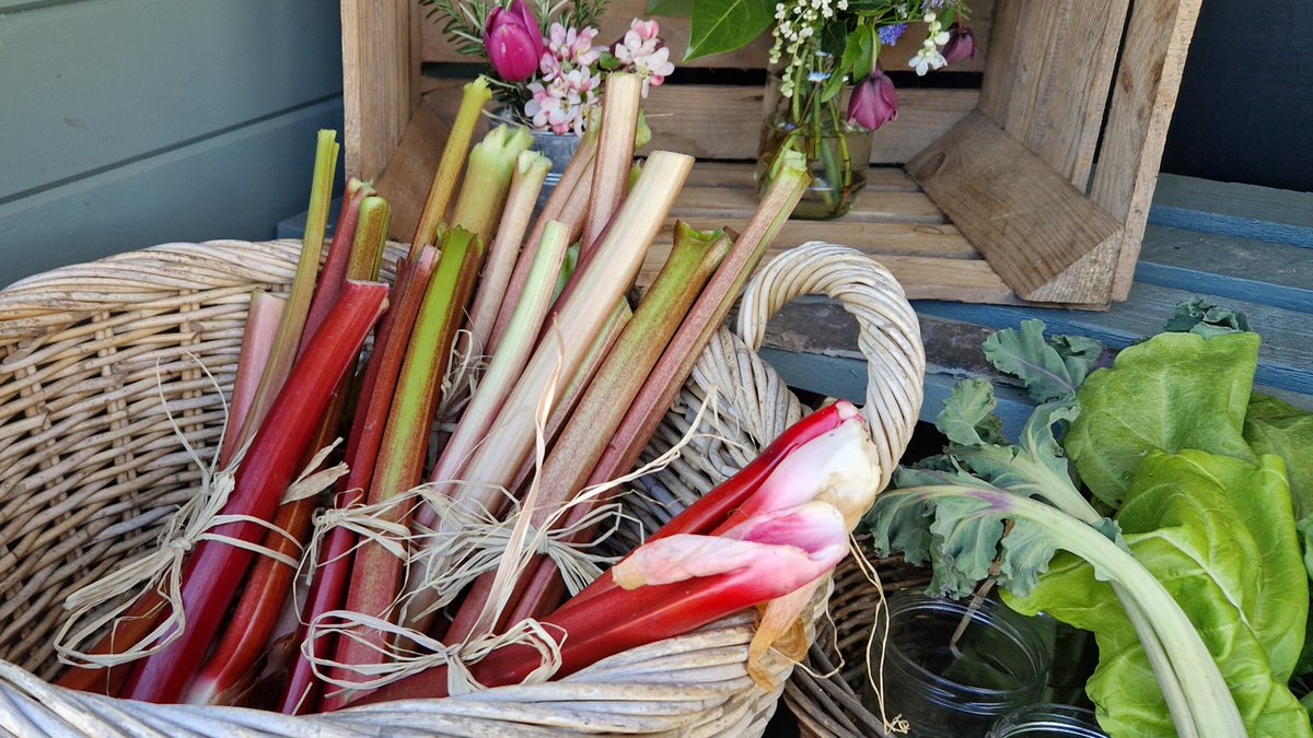 This week we're celebrating rhubarb at Clumber, and with over 130 varieties in the walled kitchen garden, there's a lot to celebrate! Join us for tastings, tours and a trail. Full details at: nationaltrust.org.uk/visit/nottingh… #ClumberPark #rhubarb