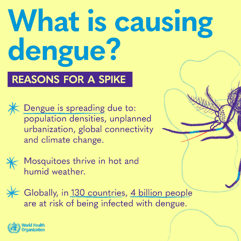WHO's tweet photo. #Dengue is a viral infection transmitted to humans through the bite of infected mosquitoes.

Here's what you need to know: the symptoms, how to protect yourself, what to do if you have dengue, and if there is a vaccine. 👇