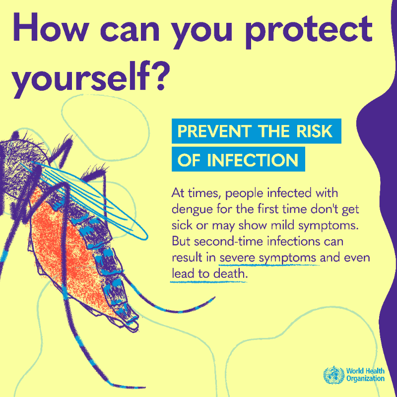 WHO's tweet photo. #Dengue is a viral infection transmitted to humans through the bite of infected mosquitoes.

Here's what you need to know: the symptoms, how to protect yourself, what to do if you have dengue, and if there is a vaccine. 👇