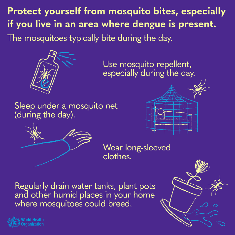 WHO's tweet photo. #Dengue is a viral infection transmitted to humans through the bite of infected mosquitoes.

Here's what you need to know: the symptoms, how to protect yourself, what to do if you have dengue, and if there is a vaccine. 👇