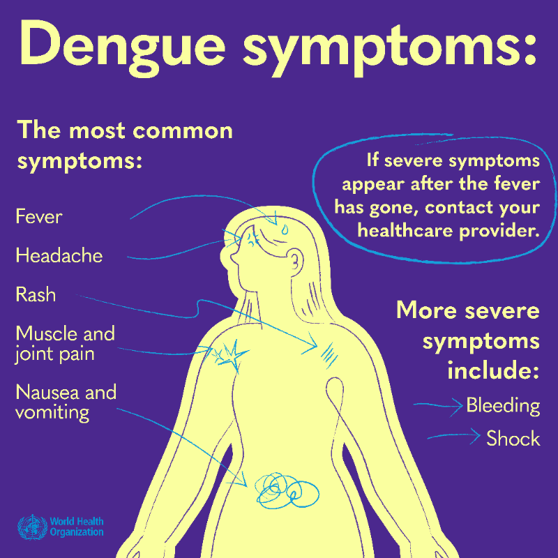 WHO's tweet photo. #Dengue is a viral infection transmitted to humans through the bite of infected mosquitoes.

Here's what you need to know: the symptoms, how to protect yourself, what to do if you have dengue, and if there is a vaccine. 👇