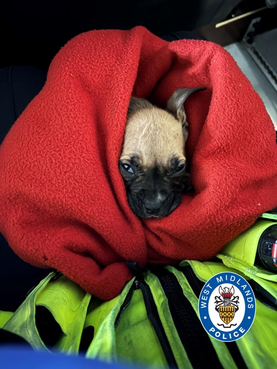 Meet Solo - she's got herself a new home after officers rescued her when a woman was arrested for threatening shop staff in Wolverhampton city centre. The woman's ended up in court, but Solo's got a fresh start. Read more ➡️ ow.ly/wgVz50RgYwy