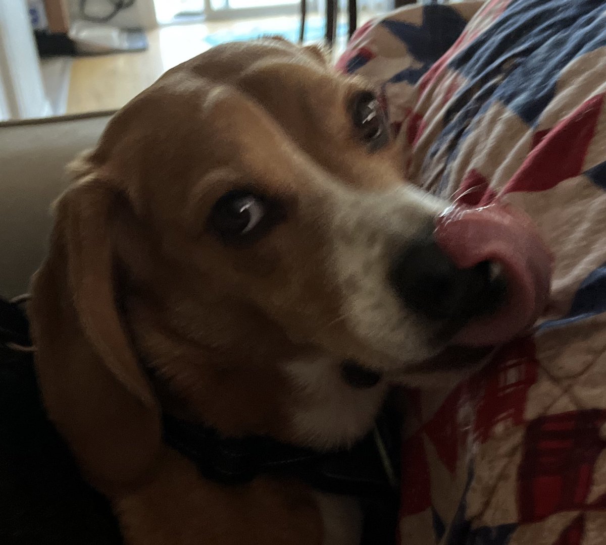 Happy #TongueOutTuesday from Bagel The Beagle! 👅🥯🐶 #TOT #beagle #beagles #beaglesoftwitter #dog #dogs #dogsoftwitter #PAPups #DogsOfPA #DogsOfPennsylvania #PABeagles #houndsoftwitter #DogCommunity #CoopTroop