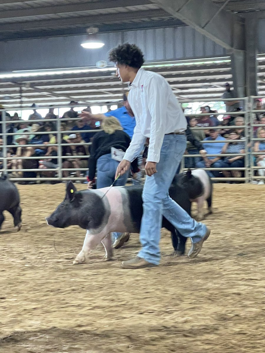 Great weekend at the Galveston Co Fair! Placing 18th out of 98 on Chickens, 4th on his lamb & 3rd on his goat! The auction is Wednesday @Chubjones2025 @ChubbyJones1 @HHSstrength