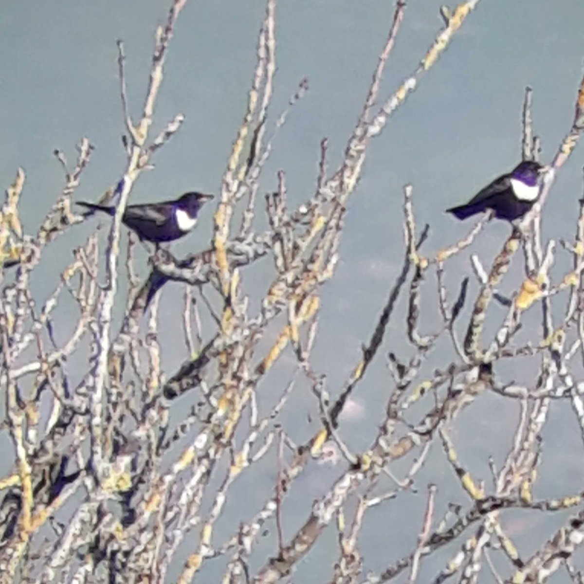 3 spaces left on our 'Best of Dark Peak' walk this Sunday 21st April (just £20 per person). Our walk here last week saw us encounter newly arrived Tree Pipit, singing Ring Ouzel and six species of wader. Will we log our 1st Cuckoo and Pied Fly this time? naturalderbyshiretours.uk/best-of-the-da…