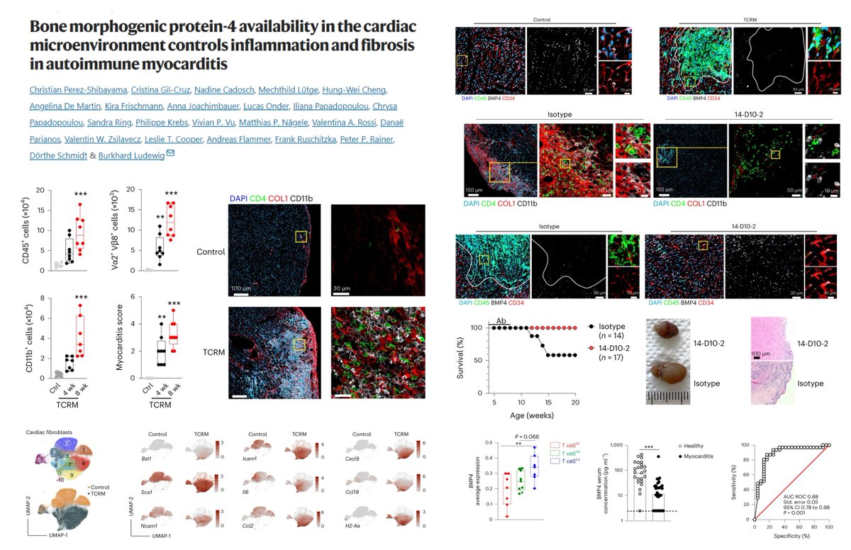 #CardiacFibroblast/#Cardiomyocyte-derived BMP4 alleviates T-cell-driven #AutoimmuneMyocarditis TCR-M🐭 Myocarditis-unique inflammatory, immunogenic Cxcl9+Ccl9+H2-A2+ fibroblast subset Grem1/2 (BMP inhibitor) blockade (Ab 14-D10-2)⏬#MyocardialFibrosis #DilatedCardiomyopathy