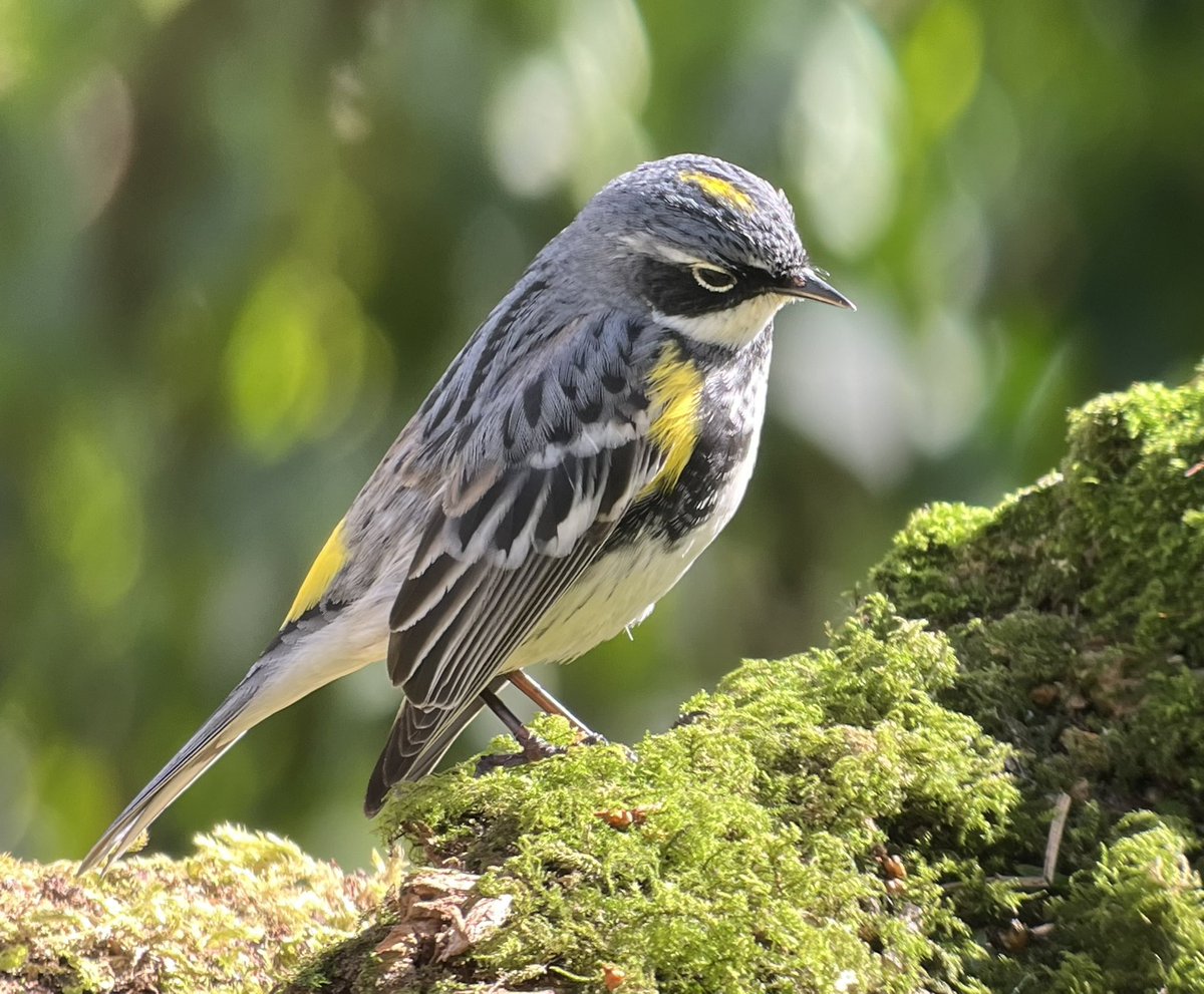 Spare hour today so headed back to Kilwinning. Suspect this will be my last visit to see the Myrtle Warbler. #digiscoowd with kowa884 using iPhone 13 and smartoscope adapter @KowaOptics