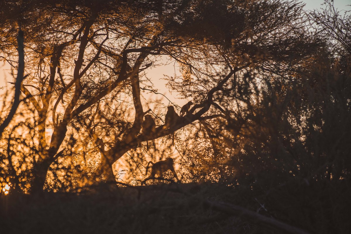 Erindi Game Reserve tweet media