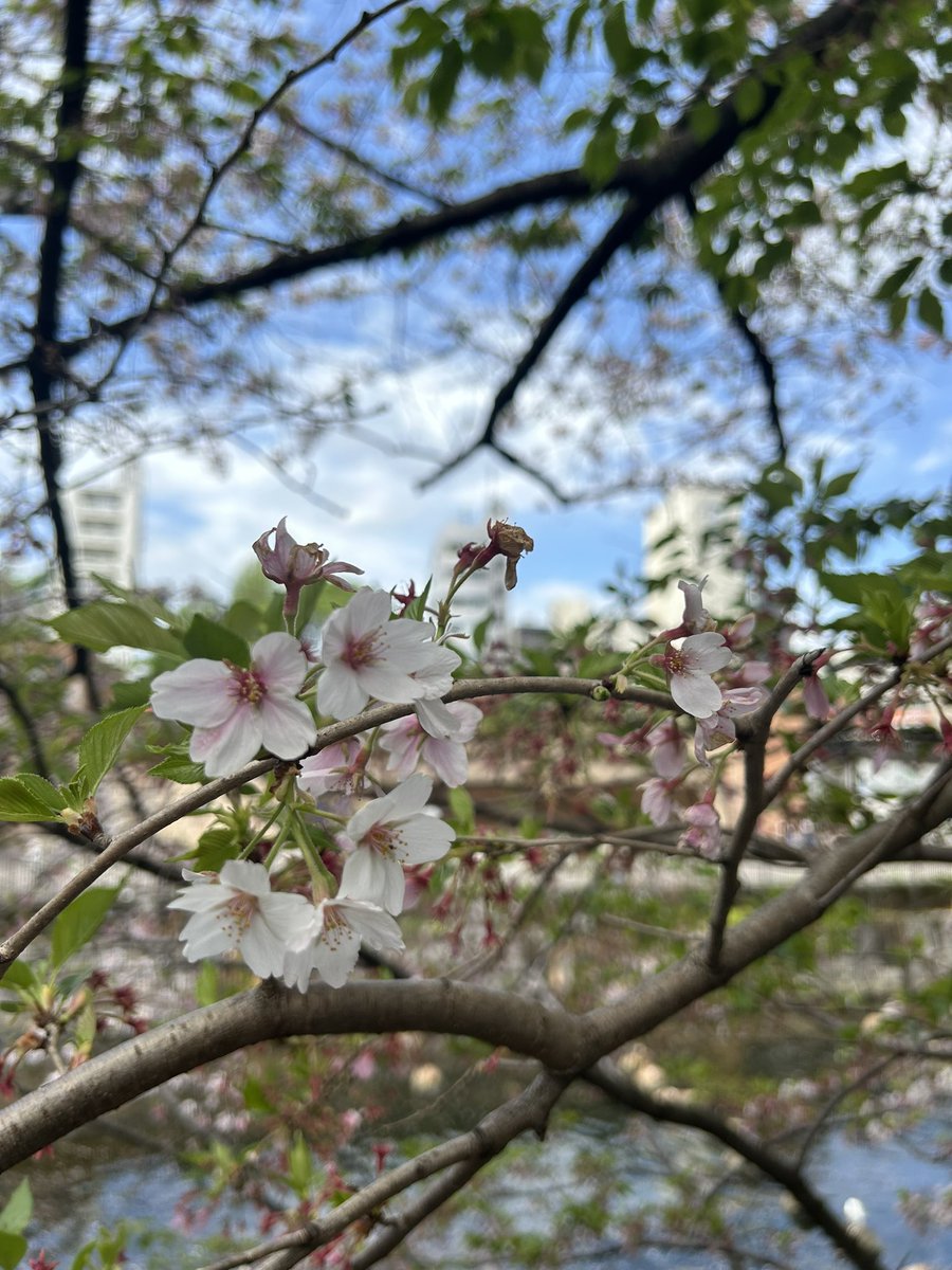 yooooooooooooko's tweet photo. どんな辛いことがあっても前に進まなきゃいけない。
人生は一度きり、いつも小さな幸せに敏感でありたい。

気持ちを切り替えて。

着物で花見行ってきました。
葉桜だったけど、気持ちの良い気候でとてもリラックスして楽しかったです。 https://t.co/fhTQWOj4Nn