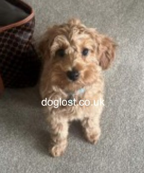 AdoptionsUk's tweet photo. Urgent, please retweet to HELP FIND ARCHIE, MISSING/STOLEN #CRANAGE #CHESHIRE #UK
LOST 14 APR 2024 POODLE X MALTESE PUPPY Male Sandy Lane off Northwich Road Cranage #WA15nr by #M6 Motorway #Allostock #Byley
He could have been picked up and could be in a different area/region now, please share widelyβ
DETAILS or CONTACTπ
https://t.co/fBQziMNC8q
#dogs #Warrington #Manchester #England @MissingPetsGB @DogLostUK