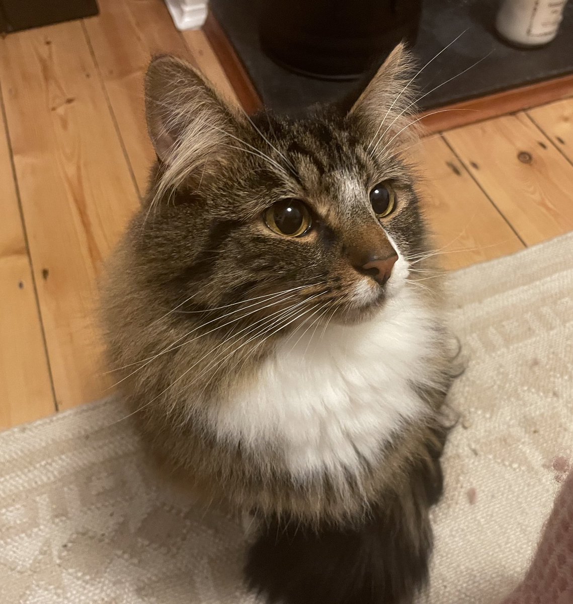 Dr Charlotte Albury tweet media