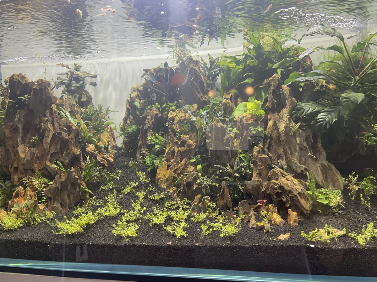 Aquarium_Choco's tweet photo. 3か月目 https://t.co/6jZFLnapBp