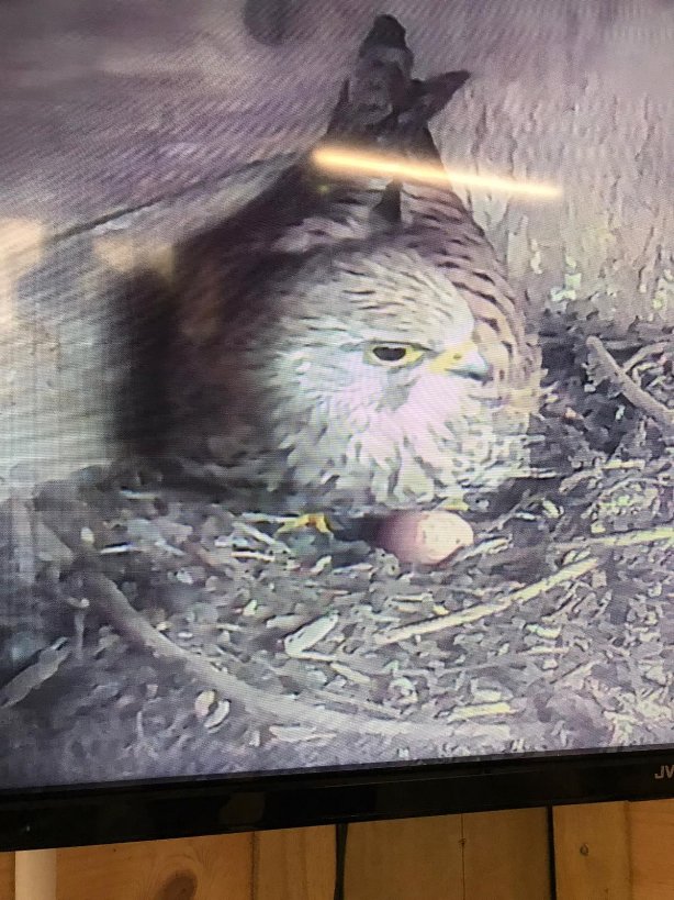 🦅Kestrel Cam is in full operation down at #seatonwetlands. With 5 eggs on the nest, it is set to be an exciting spring. We aim to have the Discovery Hut open every morning so come on down, grab a brew ☕️ and watch nature do it's thing. Volunteer with us 👉wild@eastdevon.gov.uk