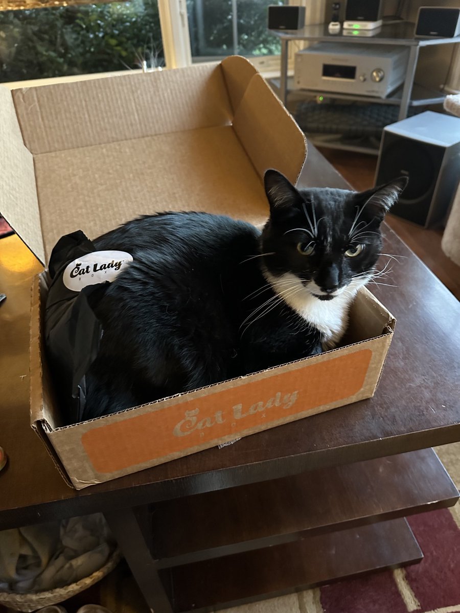 Doobeedi's tweet photo. #catladybox Miloโฆ. https://t.co/aGGOidxxw7