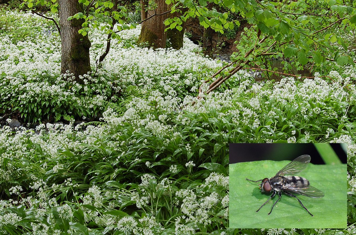 Spectacular drifts of Ramsons (Wild Garlic) flower in the Wyre Forest, nr Bewdley in April & male Ramsons Hoverflies (Portevinia maculata) bottom right can often be seen resting on its leaves @WorcsWT @Ecoentogeek @gailashton @StevenFalk1 @FlygirlNHM #FliesofBritainandIreland