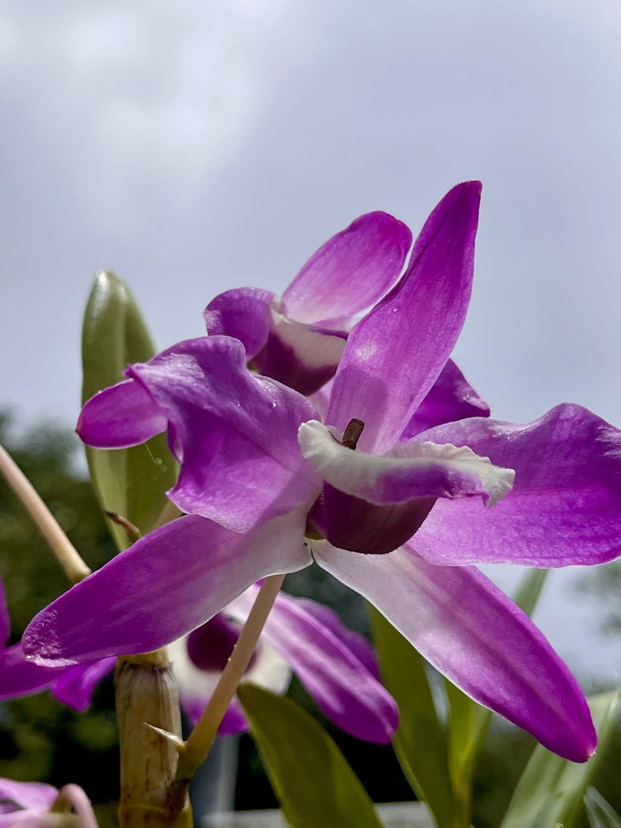 epintadorm's tweet photo. New beautiful orchids 😍. #orchids #cloudymorning🏃♀️ #nature #flowers #goodday #therapytime https://t.co/yxNj7tFX8R