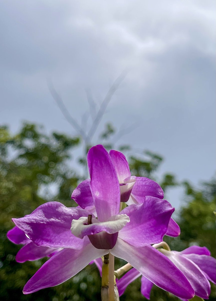 epintadorm's tweet photo. New beautiful orchids 😍. #orchids #cloudymorning🏃♀️ #nature #flowers #goodday #therapytime https://t.co/yxNj7tFX8R