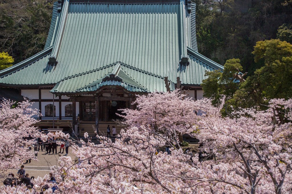 桜満開の鎌倉のお寺🌸

#写真好きな人と繋がりたい #EOSR6 #カメラ好きな人と繋がりたい #東京カメラ部 #ファインダー越しの私の世界 #キリトリセカイ #スナップ写真