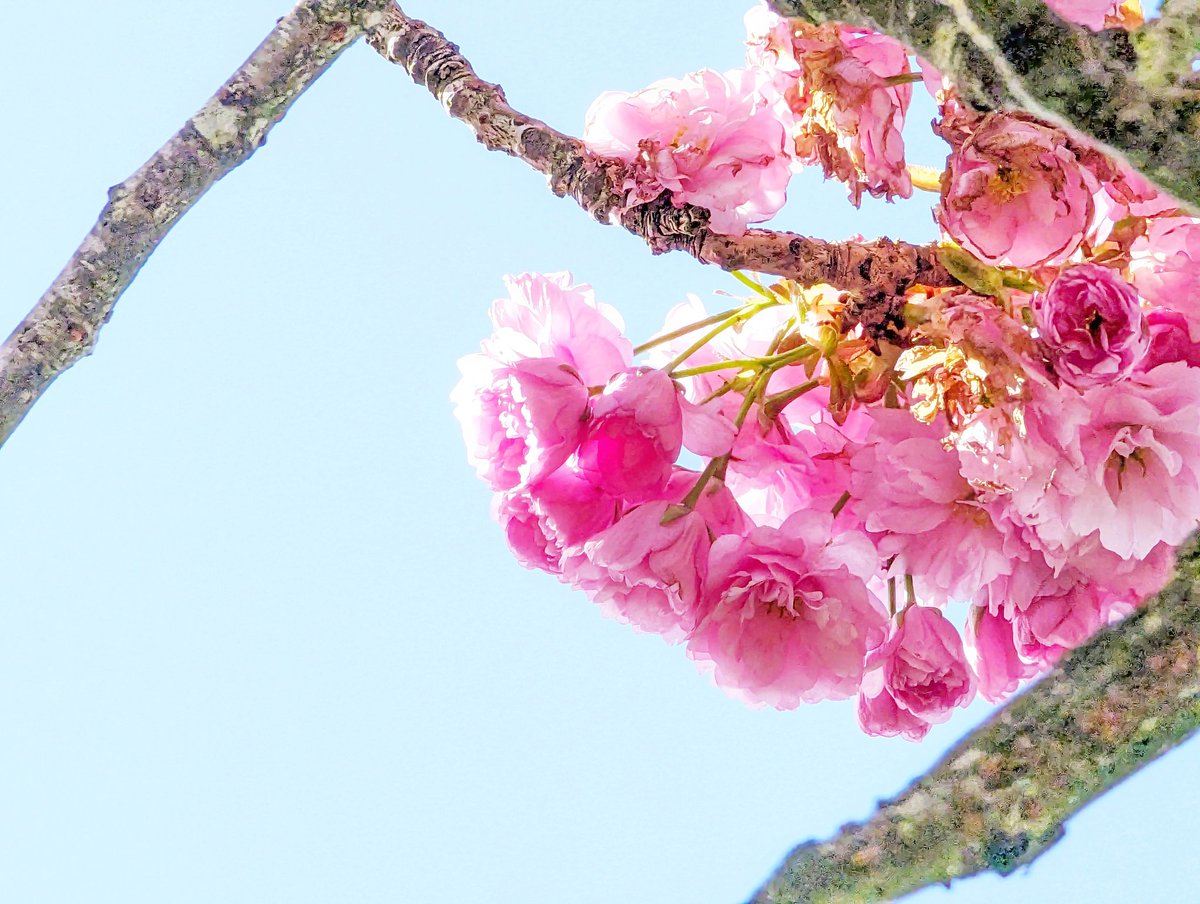 Cherry Blossom. 🌸