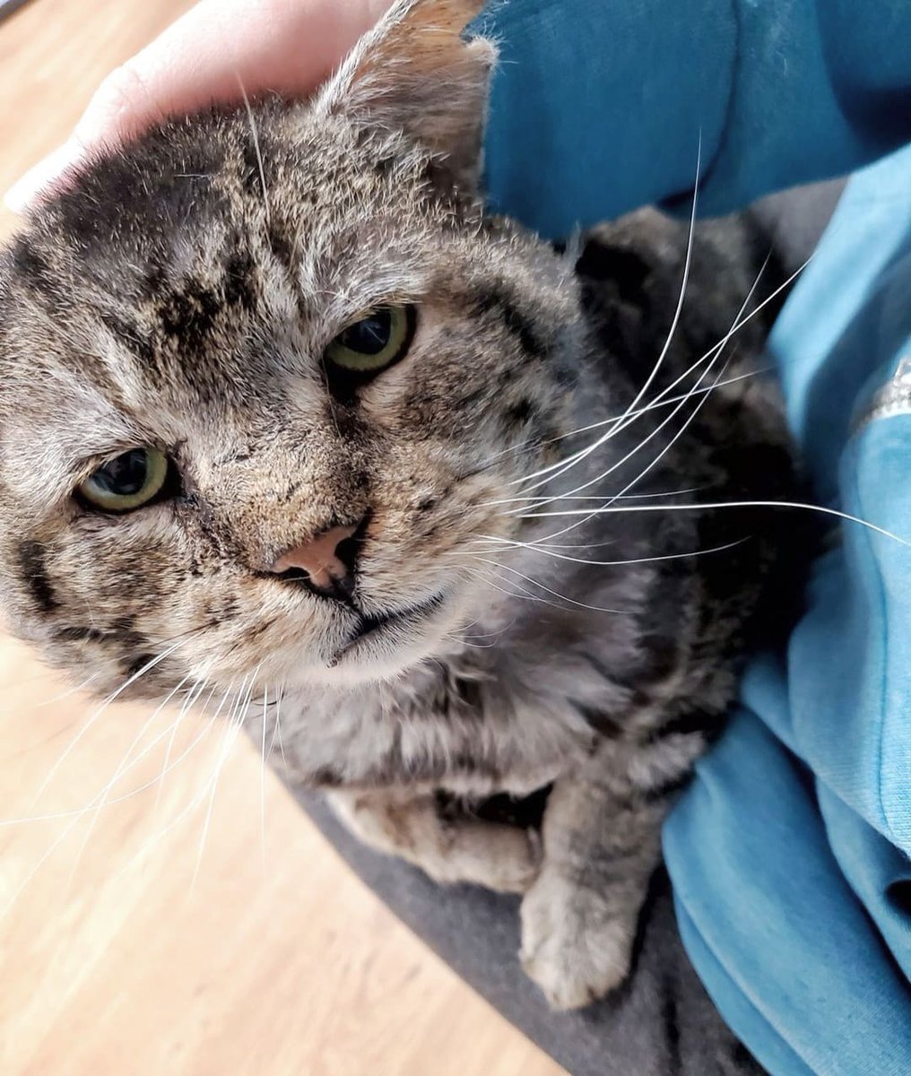 Sweet senior Jowly St. Nick is looking for a forever home. He wants nothing more than a lap to snuggle into to lounge hours away. Click here 👇 for more information. petfinder.com/cat/jowly-old-…