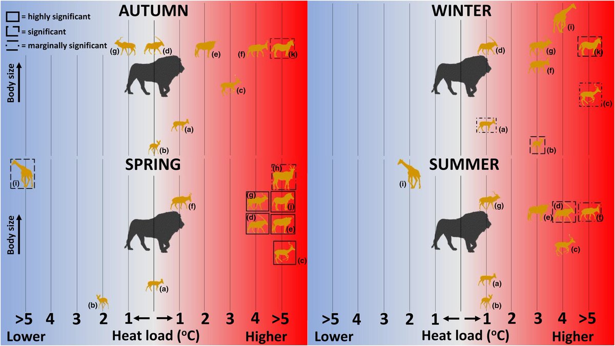 ⬆️ foraging & activity under high heat loads 🌡️☀️ highlights the need to meet nutritional requirements while avoiding nocturnal activity in areas of increased 🦁 pressure Such a trade-off may become increasingly costly under predicted climate shifts in sub-Saharan Africa ☀️🦓
