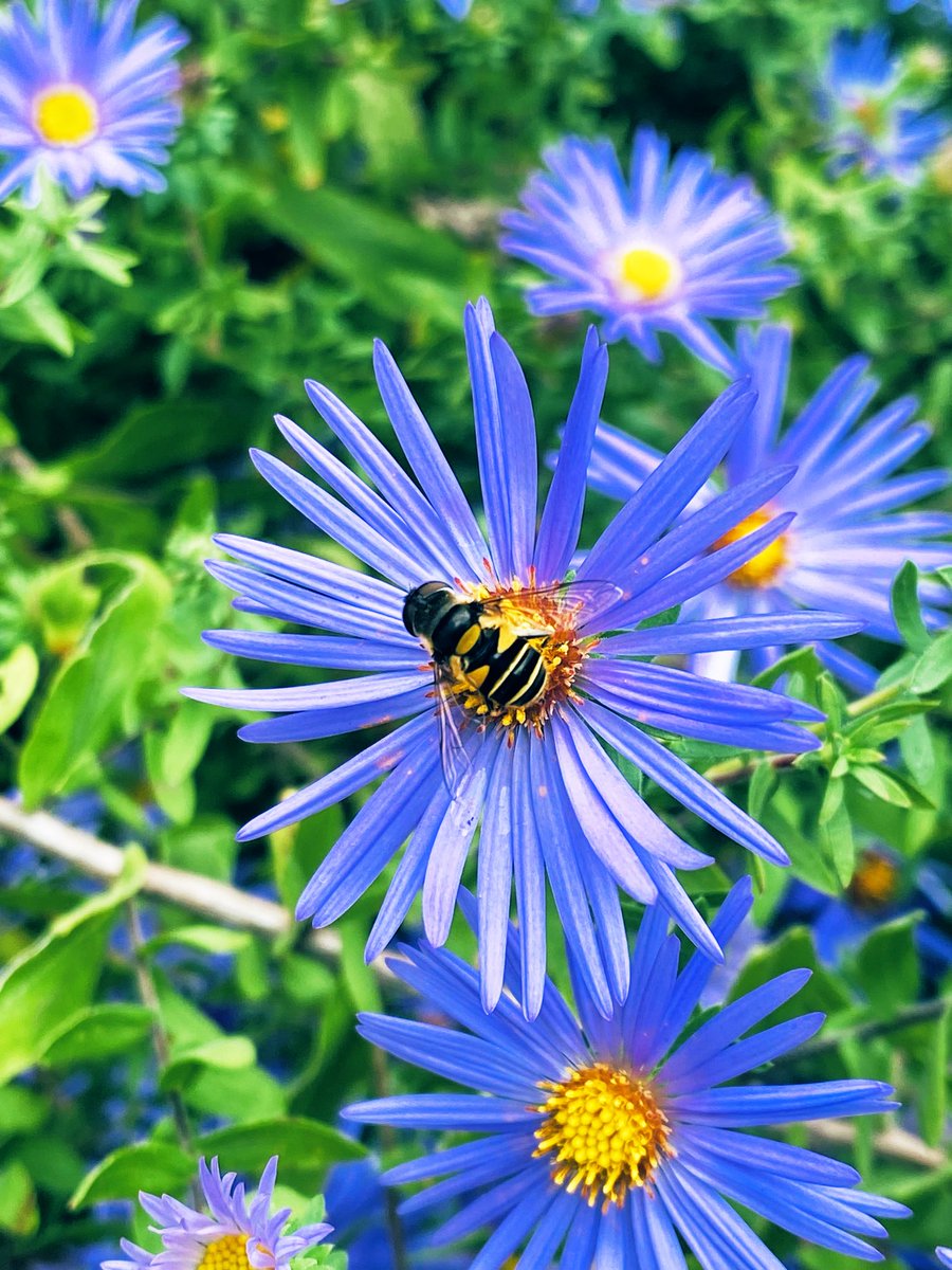 EmSS_4's tweet photo. Good Morning,
🐝🐝 #BeeHappy 🐝🐝
Have a Fantastic Day!
#Throwback #RoadTrip North Carolina #FlowerHunting
#AlphabetChallenge #WeekP #Polinator 🐝🐝
#Thankful #Grateful #BeBlessed https://t.co/un3kdOMdDq