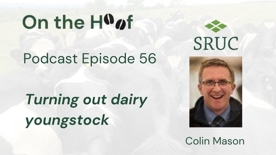 ‘On the Hoof’ podcast Ep 56, Alison Braddock, Marketing & Business Development Manager & Colin Mason, Centre Manager & VIO Dumfries look at turning out dairy youngstock. Includes Coccidiosis risk, how to prevent post turnout scours & Summer Scour Syndrome tinyurl.com/y9ujt43r