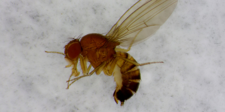 [#publicationduCTIFL] Protection des cerisiers contre #Drosophilasuzukii 🪰 &gt; éléments à prendre en considération en 2024.🍒
Cette note de synthèse vous fournit des éléments techniques pour la protection phytosanitaire des cerisiers contre DS.
#cerise 
👉vu.fr/Iddqx