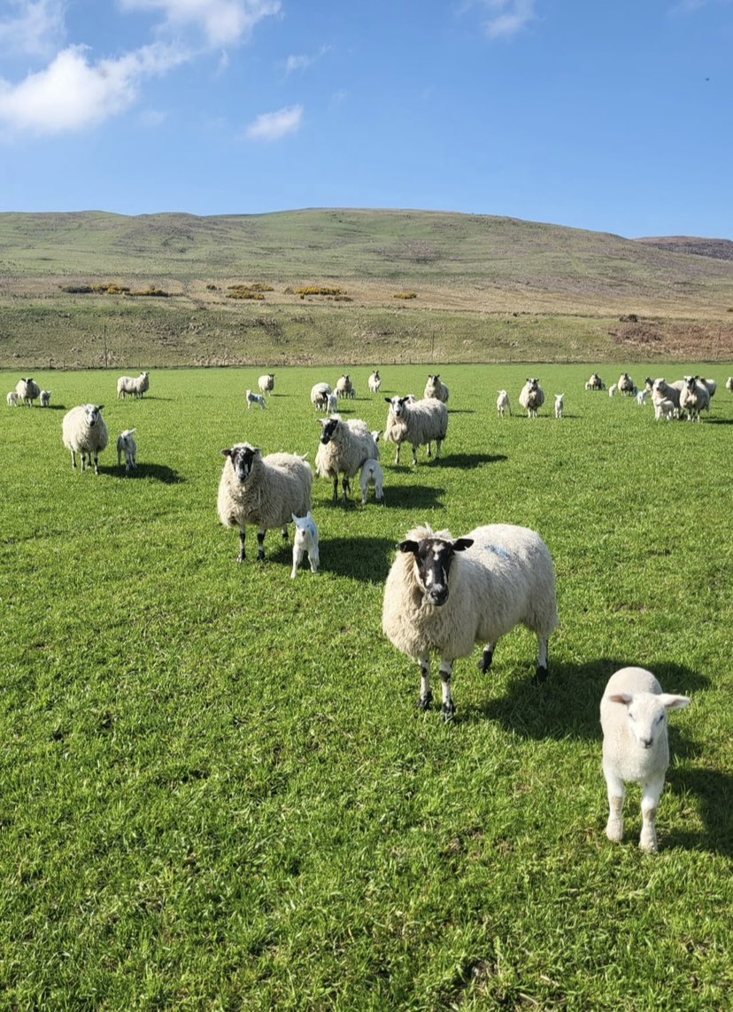 Lots of calves & lambs being born on the farm. The grass is beginning to grow. Swallows are arriving from South Africa feeding on the flying insects that appear as the weather warms. House & sand martins are arriving too having travelled thousands of miles from sub-Saharan Africa