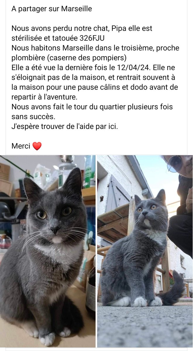 #chatperdu #petalert #marseille #chat #perdu #entraide #belledemai #plombieres #teamom @basilebilo @biloEntraide pour la visibilité faites tourner au max svp