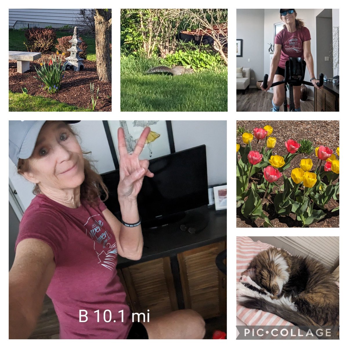 Decided on an easy spin to flush out the gunk. Legs are just beat. Sox was all pretzley. That's Cooper from Sunday and beautiful tulips I saw on my deliveries yesterday. Happy birthday Jess. Have a great one. 🎂🥳 #TFRbirthdayrun @TheFitRunner @runningounis #goodr