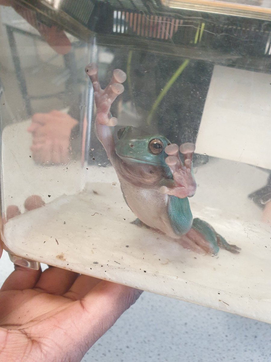 Splat the frog 🐸 wanted to come out to play during his visit <a href="/OfficialNUSA/">NUSA</a> today