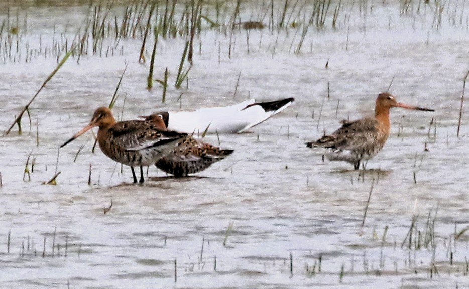 Distant record shot of the 3 Black-tailed Godwits that landed on the Scrape at Summer Leys this morning, before being flushed by a Peregrine. #Northantsbirds #TwitterNatureCommunity @NatureUK @Natures_Voice