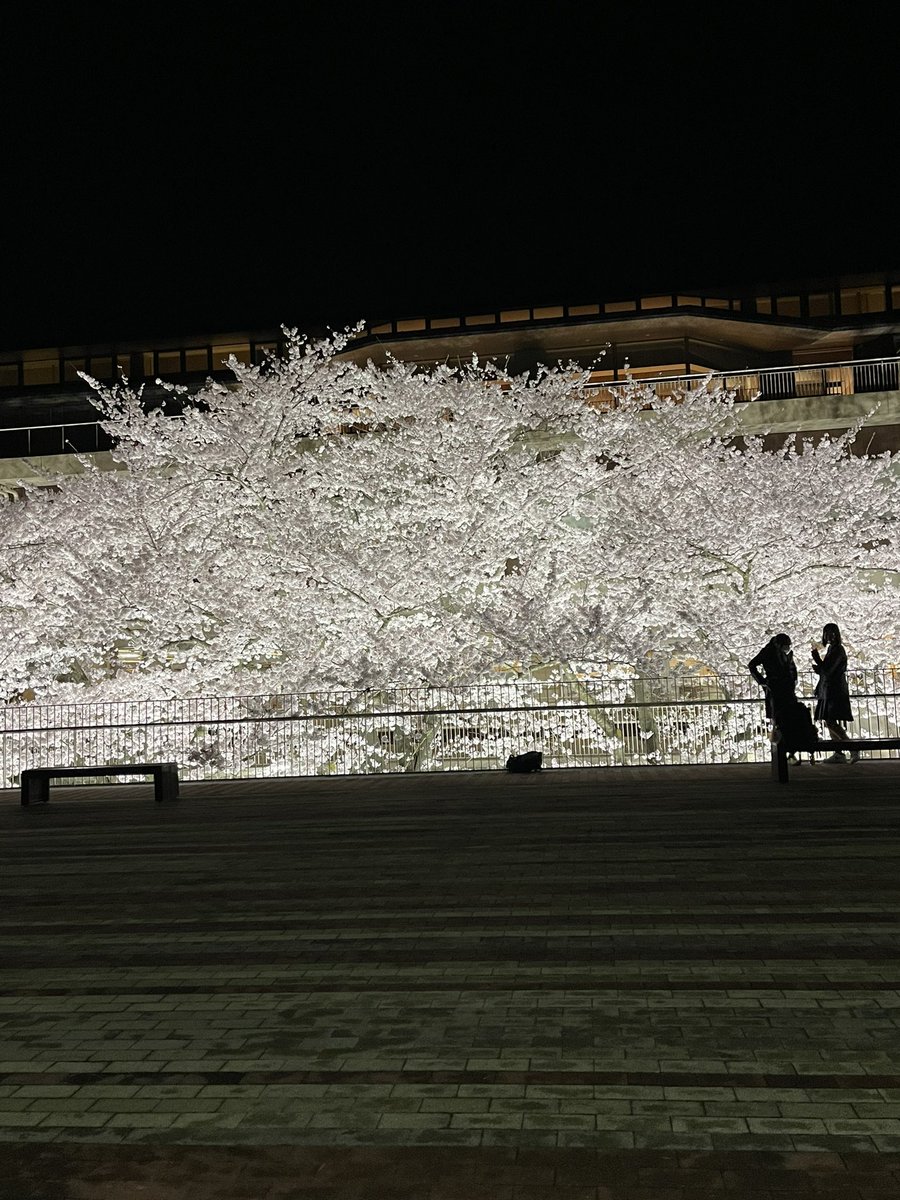 RBH36985606's tweet photo. ��代も雨まじりですが
満開ッス https://t.co/eOEWic0PMH