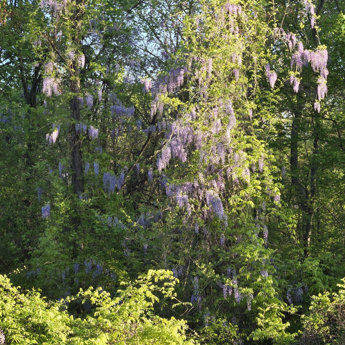 Good morning! 🌞☕️💐 Have a beautiful day! 🤗🥰♥️ 

#Naturelover🌳☺️ #myview😍