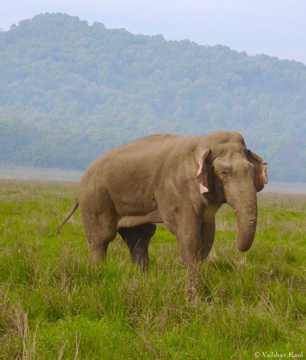 Having entered the frenzied state of musth, a tuskless Asian bull elephant displays testosteroney aggression in the riparian grasslands of Dhikala.