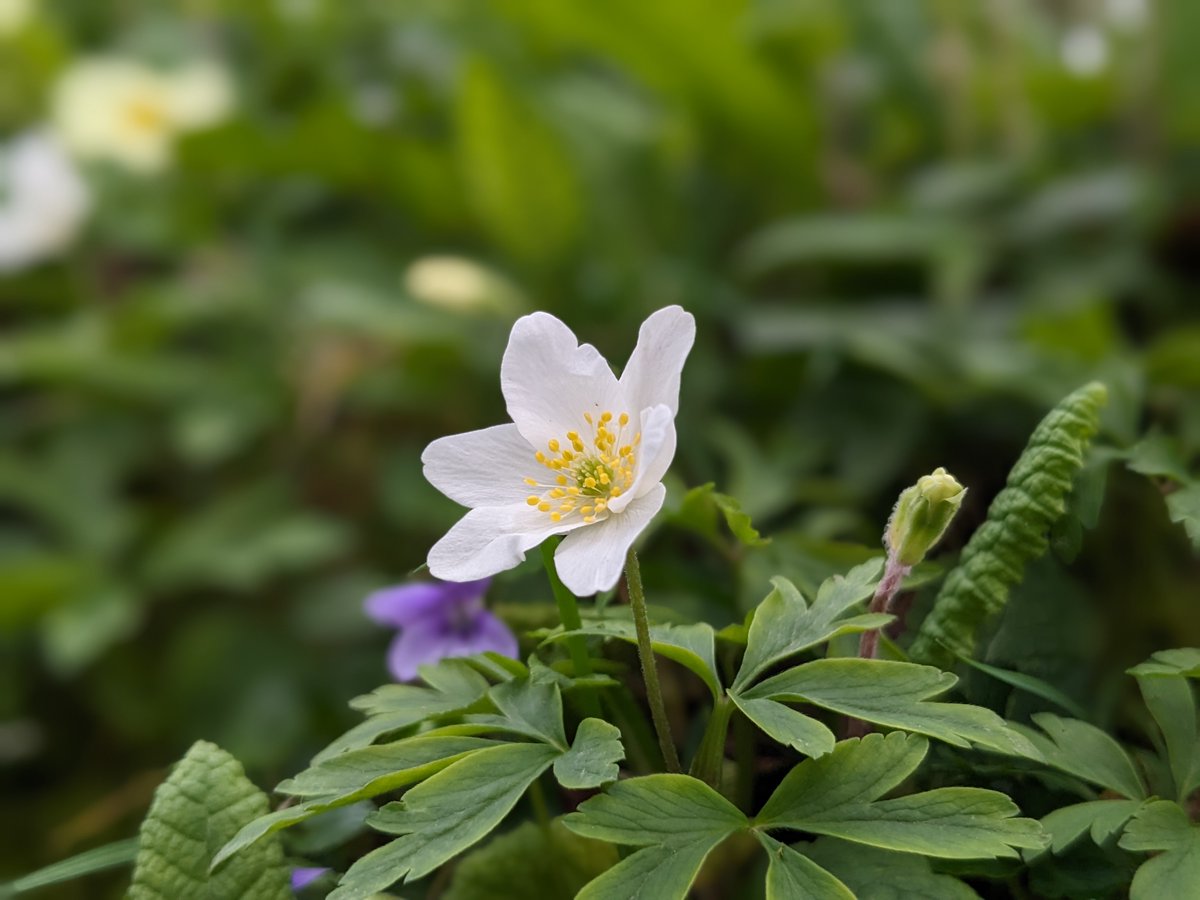 Pure white petals with a golden heart; a cloud of stamens like tiny yellow planets orbiting round a central star; leaves bright green and deeply serrated; Wood Anemone, perfect in every way and greatly appreciated. #woodanemone #woodland #wildflower #nature #beauty #spring #joy