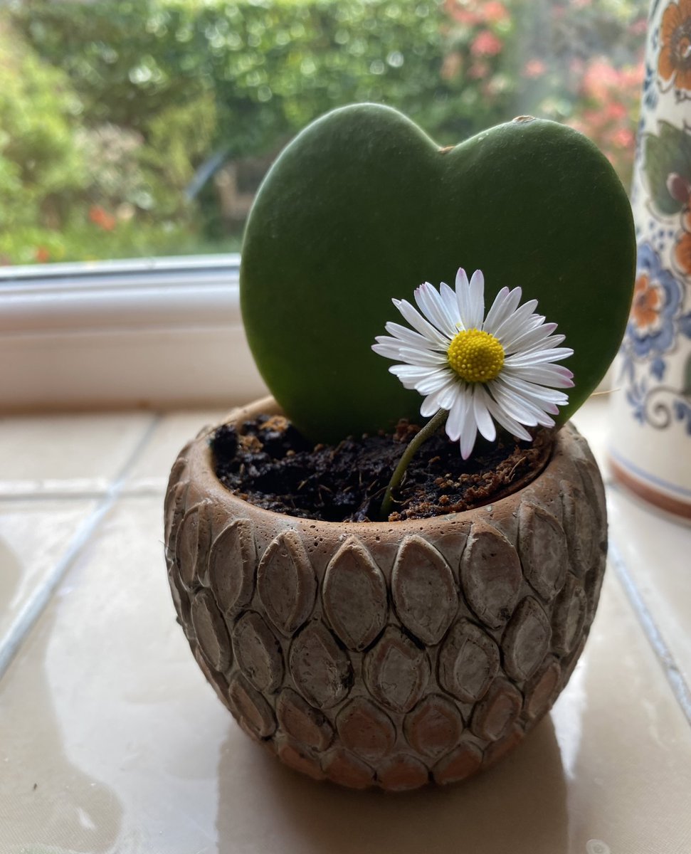 Random acts of kindness..
Our young neighbour age 5
delivered this adorable Daisy to our door this morning ❤️
Seemed appropriate to nestle it in beside the hearthaped succulent #KindnessMatters 
#randomactsofkindness