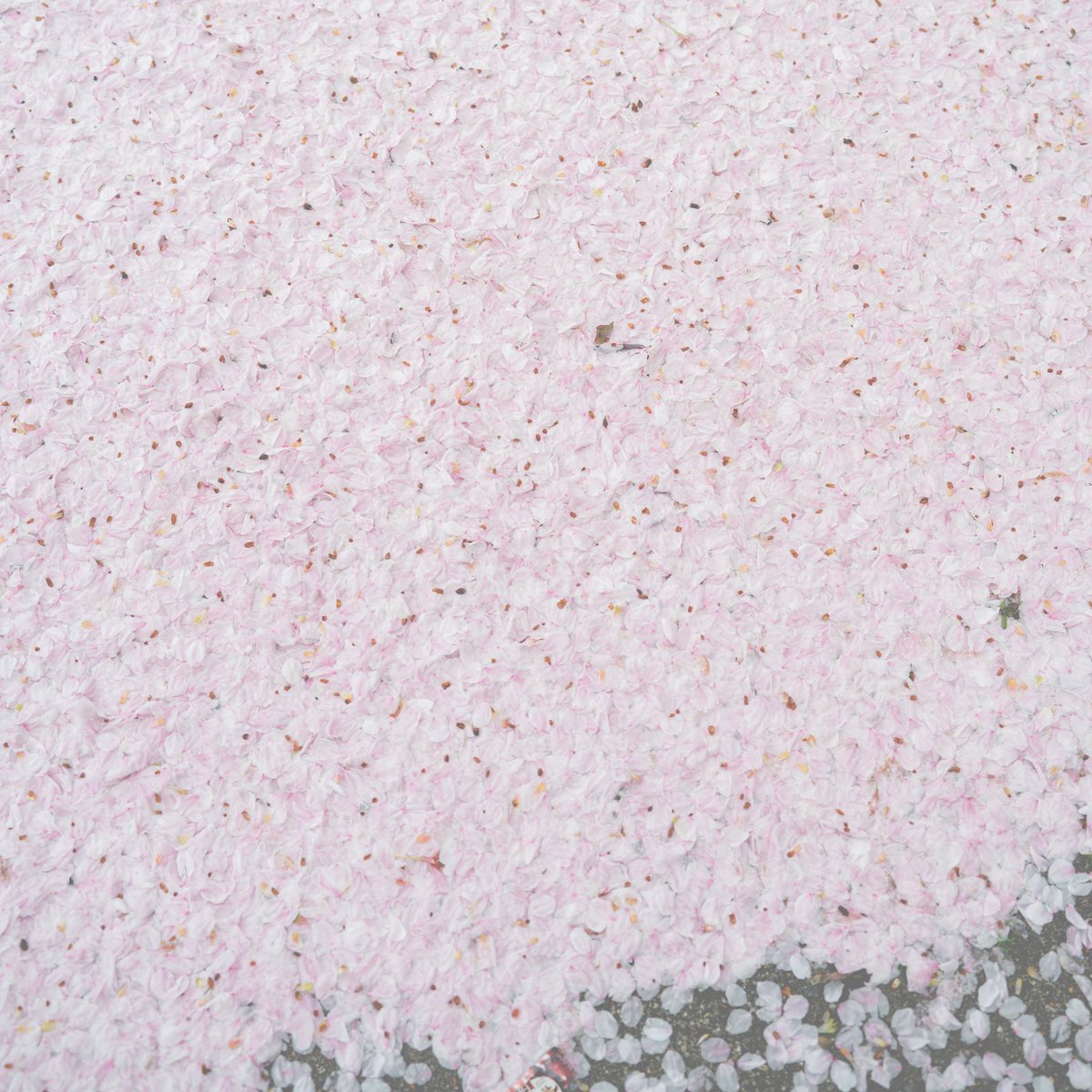 【Release】 
4/19「anemone」北村蕗
4/26「櫻」北村蕗

2週連続リリース。
spincoaster.com/news/fuki-kita…