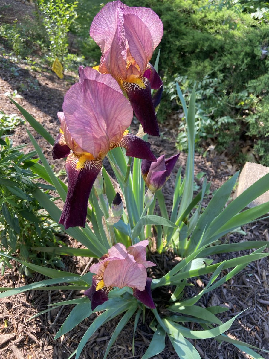 Some pretty irises I noticed on my walk
#WalkingViews #JustDoIt #GetHealthy #Spring2024 #April2024 #ILoveFlowers