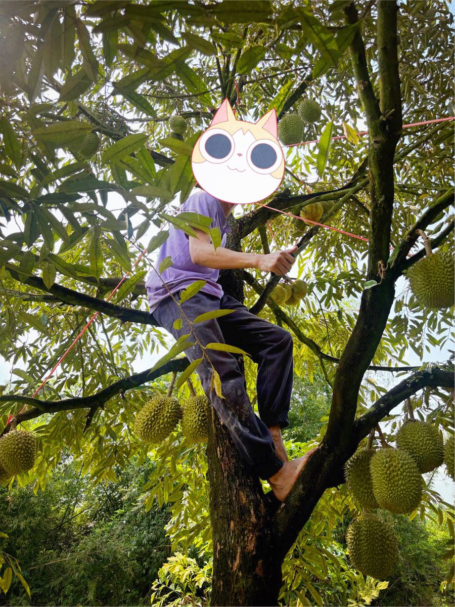nunnakrub's tweet photo. #หลินลับแล 🌳เหนียวนุ่ม กลิ่นอ่อน เนื้อหนา สีเหลืองทอง เมล็ดเล็ก ลูก 1.5-2 กิโล แก่จัดพร้อมส่ง #จำนวนจำกัด แบ่ง 15 ลูกเท่านั้น🥳 https://t.co/ABRNGHMaHF