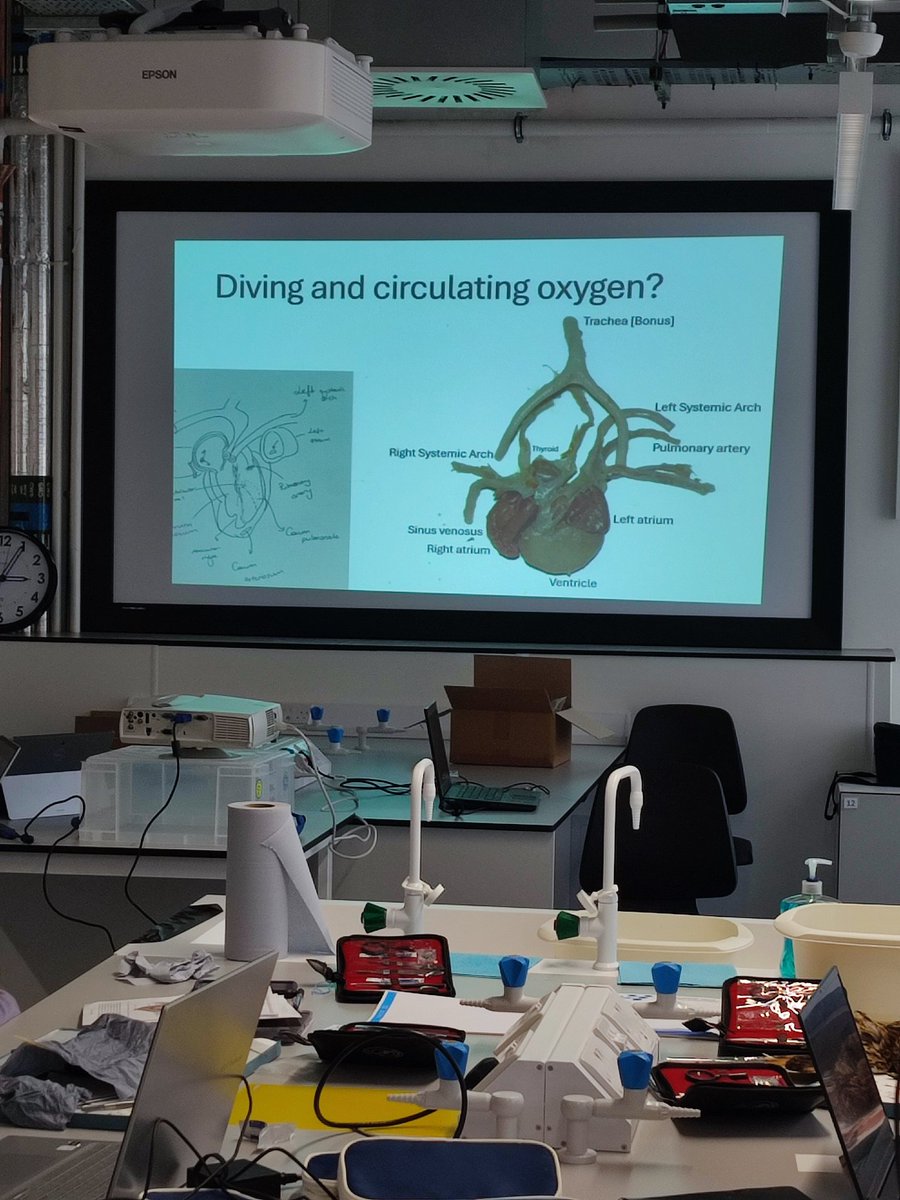 KRuthsatz's tweet photo. Many thanks again to all attendees of our @AnatomyInsights workshop "Dissecting the Tree of Life" last week @UofGlasgow ! We had a fantastic time exploring the comparative anatomy and physiology of vertebrates. See you next year in #Glasgow! @shaunkillen @Zoology_Museum https://t.co/Vnu1leQm9E
