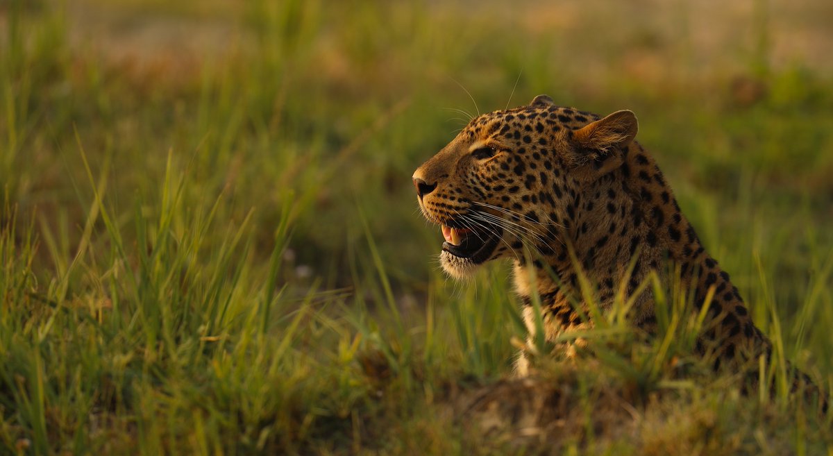 Soaking the rays of the setting Sun !! #SunKissed #RajajiTigerReserve #LandOfLeopards