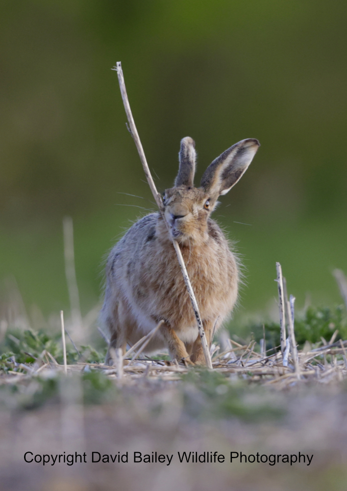 Hare with itchy chin! @theAliceRoberts @springmeister @Ruth_ITV @DrJonesWales @DrKathWalker @vickimichelle @PeterEgan6 @GaviganGL @PinemartensUK @beaverafanc @DorsetWildlife @lesley_nicol @APPGTrophyHunt @WildlifeMag @TEC_Kimmeridge @newsynicola @PurbeckNTvols