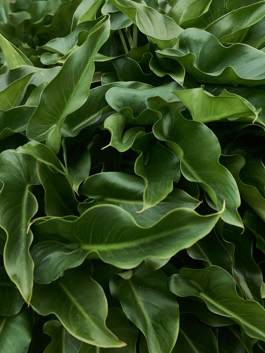 micryu's tweet image. 📷
#毎スナ
#カラー #calla #スナップ
#candidphoto 
#写真好きな人と繋がりたい  
#ファインダー越しの私の世界 
#写真で伝えたい私の世界 
#写真で奏でる私の世界